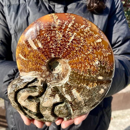 3lb rare natural tentacle - 3.3lb,