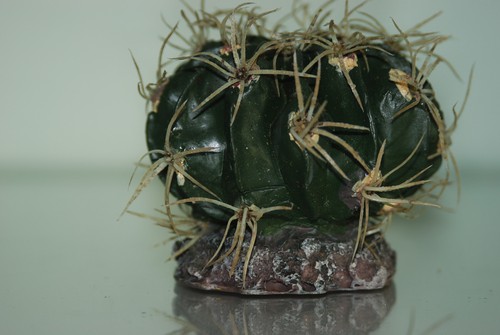 Vivarium reptile cactus - vivarium, avec