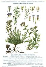 Botanique gravure plantes médicinales de France Organette 1928 recto verso 