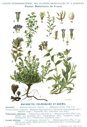 Botanique gravure plantes