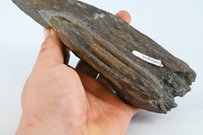 Trilobite Illaenus Ordovicien