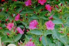 150 graines fleurs belle de nuit  rose/rouge ( 2024 jardin