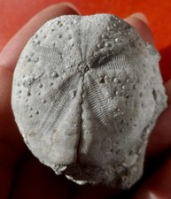 OURSIN FOSSILE ÉOCÈNE