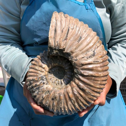 93lb natural ribbed ammonite - 8.93lb,
