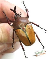 Fruit Beetle Eudicella Smithii