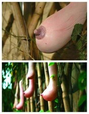 15 GRAINES DE POMPE EN FORME DE SEIN +cadeau