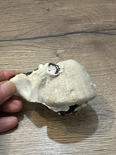 Oursin fossile france - oursin,