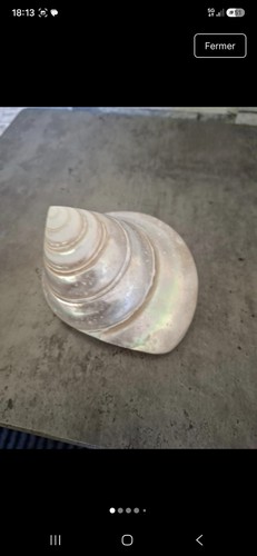 Beau coquillage troca - beau,