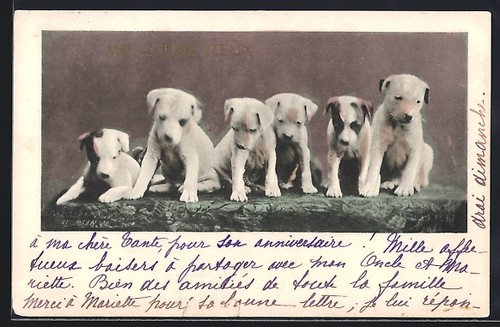 Carte postale chiots chiens