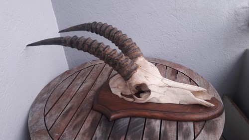 Trophée antilope rouanne - d',