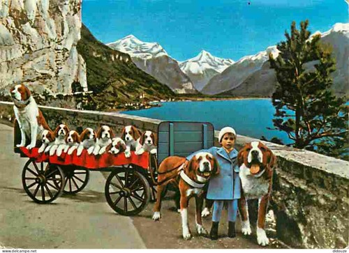 Carte postale animaux - carte,