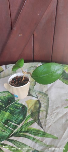Hoya nathalie philodendron - nathalie,