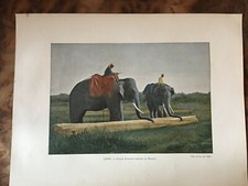 Gravure ancienne - Ceylan - Éléphants trainant un Madrier