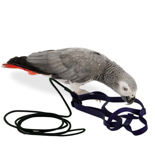 Harnais pour perruches aviator - pour,