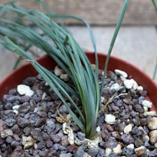 D1210 albuca spiralis - albuca,