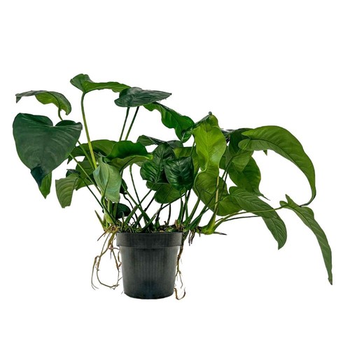 Mutterpflanze aquarium plante - aquarium,