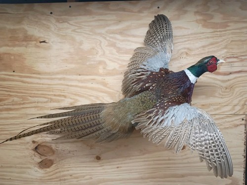 Brand new jumbo ringneck - brand,