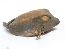 🇫🇷 POISSON NATURALISE MINIATURE ANCIENNE TAXIDERMIE CABINET DE CURIOSITÉ