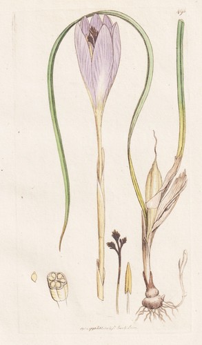 Crocus nudiflorus krokus - crocus,