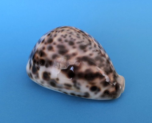 Cypraea tigris - , f+++