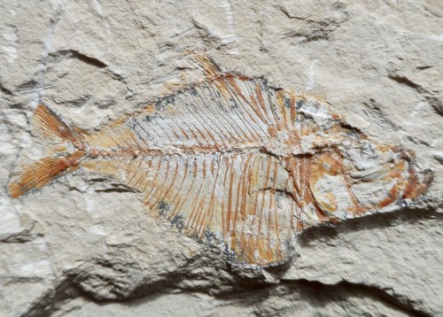Poisson fossile crétacé - fossile, du