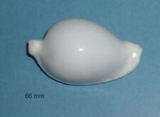 Cypraea   Ovula  Ovum