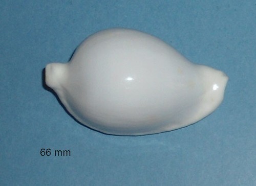 Cypraea ovula ovum - cypraea,