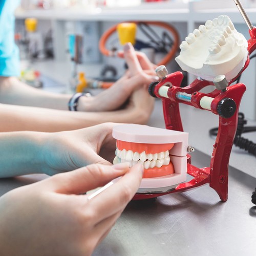 Modèle dents étude - modèle,
