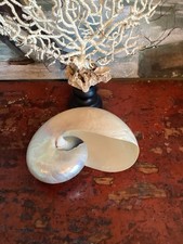 gros Coquillage nautile nacré Très bon Etat   Réf 3E