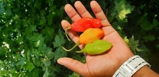 RARE - PIMENT VEGETARIEN BIO 30 GRAINES. Provenance  Marie-Galante (GUADELOUPE)