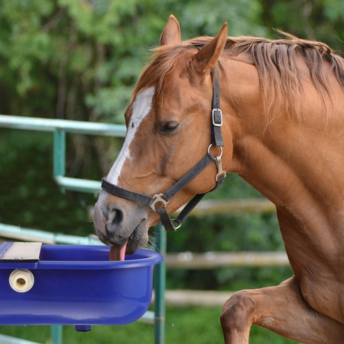 Automatic float water bowl - float,