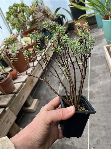 Crassula sarcocaulis - ,