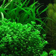Lysimachia nummularia verte   plante  bassin aquarium facile