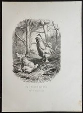 1862 - Coq et Poules Poule