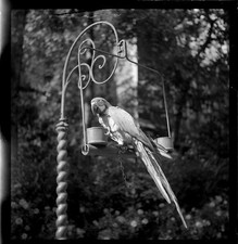 Perroquet sur perchoir - Ancien négatif photo an. 1940