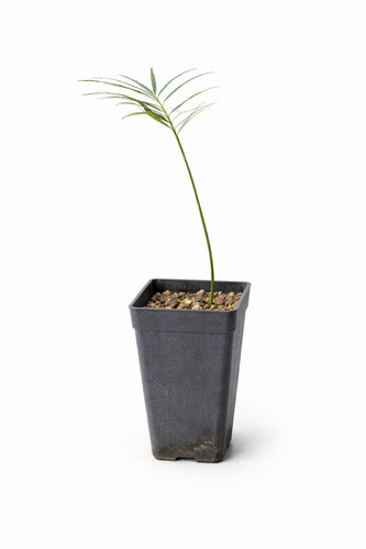 Cycas yorkiana cycade - cycade, de