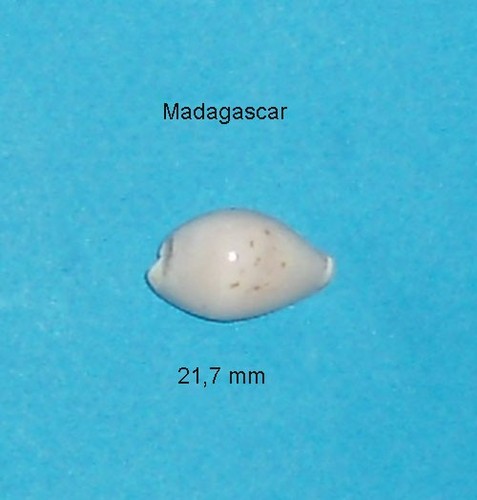 Cypraea pellisserpentis - ,