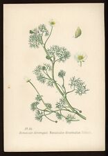 Planche botanique : Renoncule