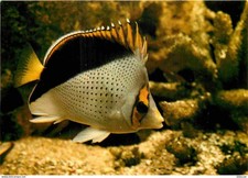 Animaux - Poissons - Aquarium Tropical du Musée de Zoologie de Nancy - Chétodon