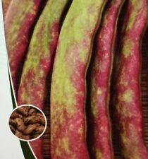 25 Graines HARICOT BRAGANÇANO