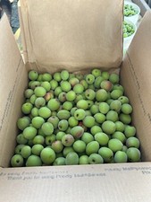 10 lbs FRESH Japanese Prunus