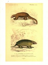 Cabinet de curiosité planche