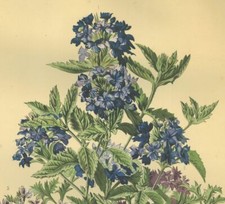 Les promenades de Paris Fleur