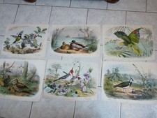 Très rare lot d'anciennes Lithographies Edouard TRAVIES (1809-1869) Oiseaux