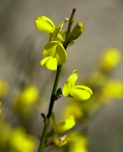 Graines genista cinerea - 10,