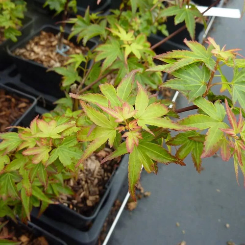 Acer palmatum koto maru - acer, 'koto maru'-