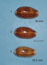 Cypraea        Caurica Niger        New Caledonia        36,4 mm        N°2