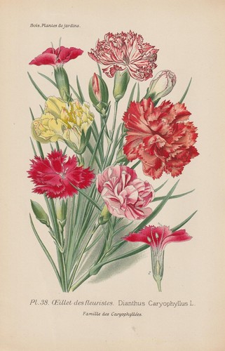 œillet dianthus - Œillet, (dianthus
