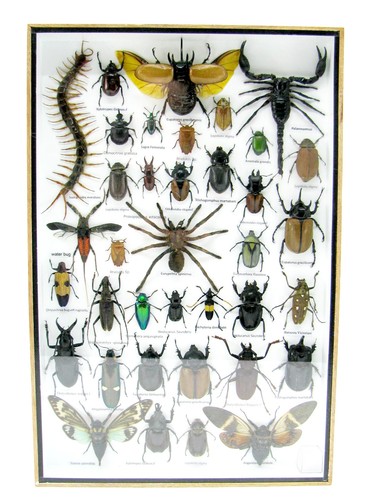 Insectes exotiques réel - 3d,