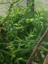 mousse aquarium Cameron Moss